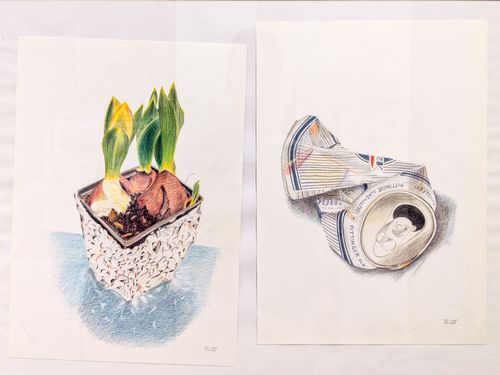 Two colored pencil drawings side by side — sprouting hyacinth bulbs in a pot and a crushed beer can rendered in precise detail